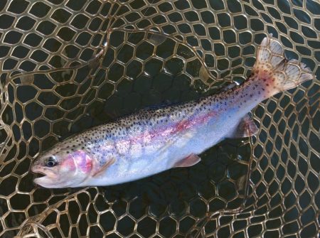 大安トラウトレイク釣果